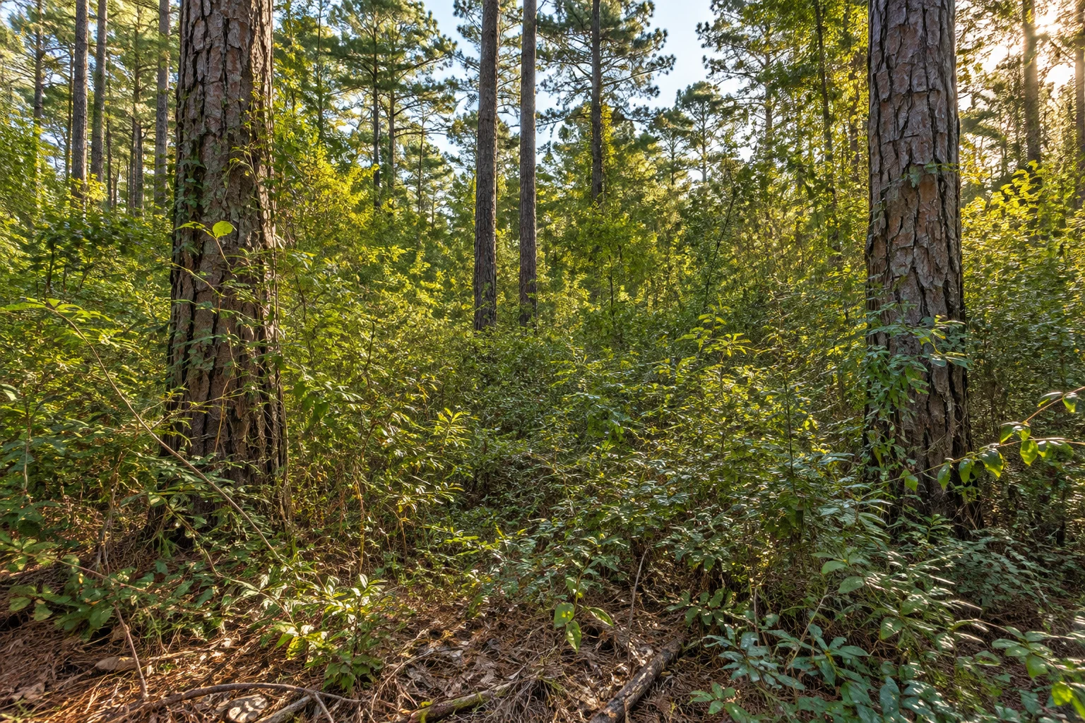 Dense brush covering wooded acreage before clearing