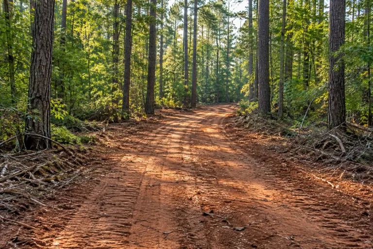 Open dirt access trail winding through pine woods
