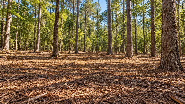 Open pine floor after selective clearing